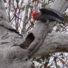 Callocephalon fimbriatum at Deakin, ACT - suppressed