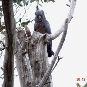 Callocephalon fimbriatum at Deakin, ACT - suppressed