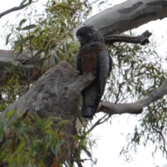 Callocephalon fimbriatum (Gang-gang Cockatoo) at Federal Golf Course - 31 Dec 2018 by JackyF