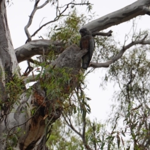 Callocephalon fimbriatum at Hughes, ACT - 31 Dec 2018