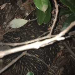 Tachyglossus aculeatus (Short-beaked Echidna) at Scullin, ACT - 31 Dec 2018 by Gjadcock