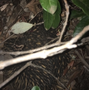 Tachyglossus aculeatus at Scullin, ACT - 31 Dec 2018 08:50 PM