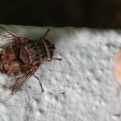 Rutilia (Rutilia) sp. (genus & subgenus) (Bristle fly) at Hughes, ACT - 31 Dec 2018 by JackyF