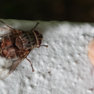 Rutilia (Rutilia) sp. (genus & subgenus) (Bristle fly) at Hughes, ACT - 31 Dec 2018 by JackyF