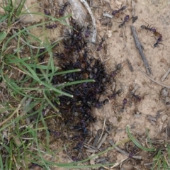 Iridomyrmex purpureus (Meat Ant) at Red Hill, ACT - 31 Dec 2018 by JackyF