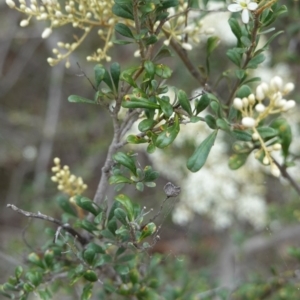 Bursaria spinosa at Red Hill, ACT - 31 Dec 2018 03:27 PM