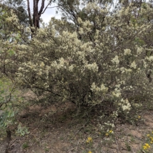 Bursaria spinosa at Red Hill, ACT - 31 Dec 2018 03:27 PM