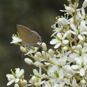 Nacaduba biocellata at Red Hill, ACT - 31 Dec 2018