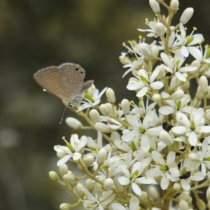 Nacaduba biocellata at Red Hill, ACT - 31 Dec 2018