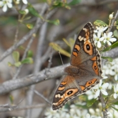 Junonia villida (Meadow Argus) at Red Hill, ACT - 31 Dec 2018 by JackyF