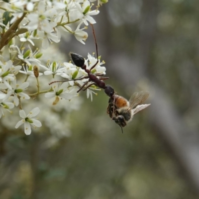 Myrmecia sp. (genus) (Bull ant or Jack Jumper) at Red Hill, ACT - 31 Dec 2018 by JackyF