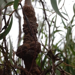 Uromycladium sp. at Red Hill, ACT - 31 Dec 2018