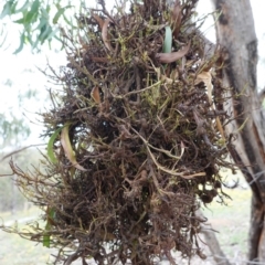 Uromycladium sp. at Red Hill, ACT - 31 Dec 2018