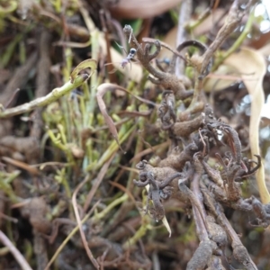 Uromycladium sp. at Red Hill, ACT - 31 Dec 2018