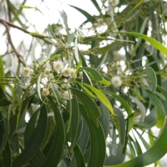 Acacia implexa (Hickory Wattle, Lightwood) at Red Hill, ACT - 31 Dec 2018 by JackyF