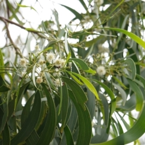 Acacia implexa at Red Hill, ACT - 31 Dec 2018