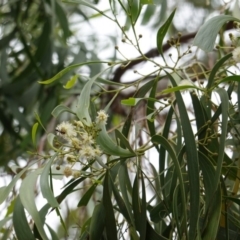 Acacia implexa at Red Hill, ACT - 31 Dec 2018