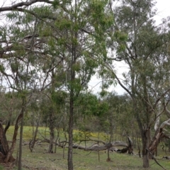 Acacia implexa at Red Hill, ACT - 31 Dec 2018 05:19 PM