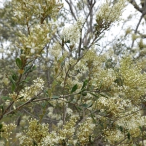 Bursaria spinosa at Red Hill, ACT - 31 Dec 2018 05:35 PM