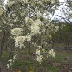 Bursaria spinosa at Red Hill, ACT - 31 Dec 2018 05:35 PM