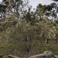 Bursaria spinosa at Red Hill, ACT - 31 Dec 2018 05:35 PM