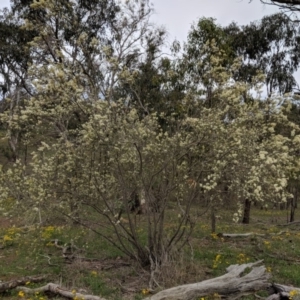 Bursaria spinosa at Red Hill, ACT - 31 Dec 2018 05:35 PM