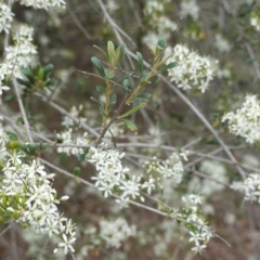 Bursaria spinosa (Native Blackthorn, Sweet Bursaria) at Red Hill, ACT - 31 Dec 2018 by JackyF