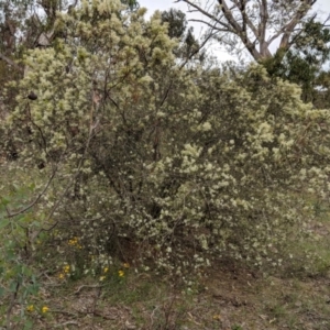 Bursaria spinosa at Red Hill, ACT - 31 Dec 2018 05:37 PM