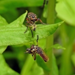 Thereutria amaraca (Spine-legged Robber Fly) at Acton, ACT - 31 Dec 2018 by RodDeb