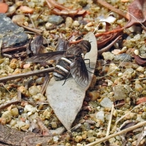 Villa sp. (genus) at Acton, ACT - 31 Dec 2018