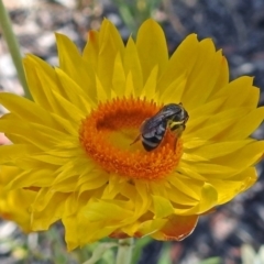 Lasioglossum (Chilalictus) sp. (genus & subgenus) at Acton, ACT - 31 Dec 2018