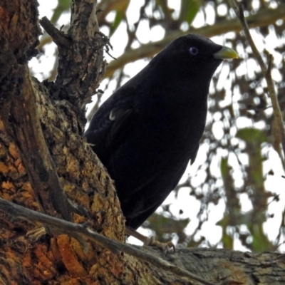 Ptilonorhynchus violaceus (Satin Bowerbird) at Acton, ACT - 30 Dec 2018 by RodDeb