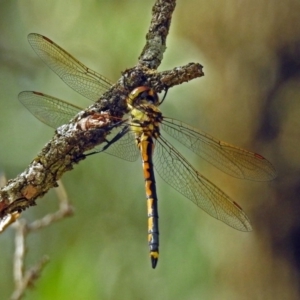 Hemicordulia tau at Hackett, ACT - 31 Dec 2018 10:20 AM