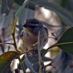 Pardalotus punctatus at Hackett, ACT - 31 Dec 2018