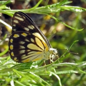 Belenois java at Acton, ACT - 31 Dec 2018