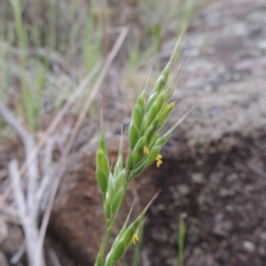 Bromus hordeaceus at Tuggeranong DC, ACT - 1 Nov 2018