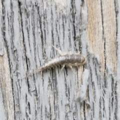 Ctenolepisma longicaudatum (Silverfish) at Michelago, NSW - 25 Dec 2018 by Illilanga