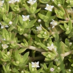 Crassula helmsii (Swamp Stonecrop) at Michelago, NSW - 30 Dec 2018 by Illilanga