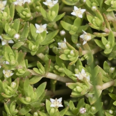 Crassula helmsii (Swamp Stonecrop) at Michelago, NSW - 31 Dec 2018 by Illilanga