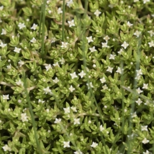 Crassula helmsii at Illilanga & Baroona - 31 Dec 2018