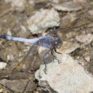 Orthetrum caledonicum at Michelago, NSW - 31 Dec 2018