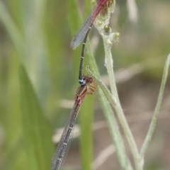 Xanthagrion erythroneurum (Red & Blue Damsel) at Michelago, NSW - 31 Dec 2018 by Illilanga