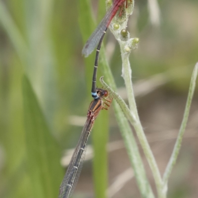 Xanthagrion erythroneurum (Red & Blue Damsel) at Michelago, NSW - 30 Dec 2018 by Illilanga