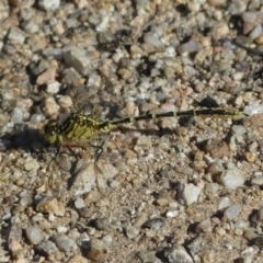 Austrogomphus guerini (Yellow-striped Hunter) at Tennent, ACT - 1 Jan 2019 by SandraH