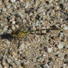 Austrogomphus guerini (Yellow-striped Hunter) at Tennent, ACT - 31 Dec 2018 by SandraH