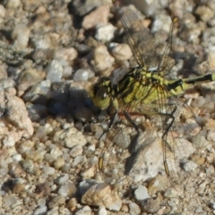 Austrogomphus guerini at Tennent, ACT - 1 Jan 2019