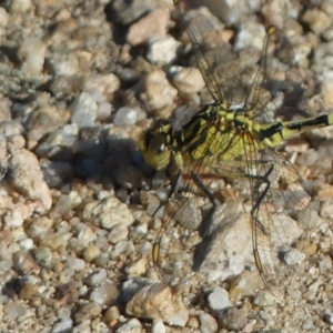 Austrogomphus guerini at Tennent, ACT - 1 Jan 2019 12:00 AM