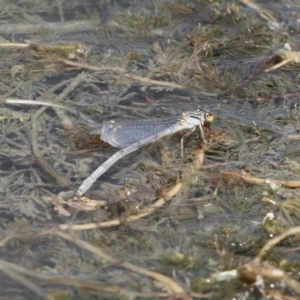 Ischnura heterosticta at Michelago, NSW - 31 Dec 2018