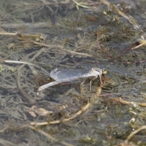 Ischnura heterosticta at Michelago, NSW - 31 Dec 2018