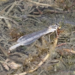 Ischnura heterosticta at Michelago, NSW - 31 Dec 2018